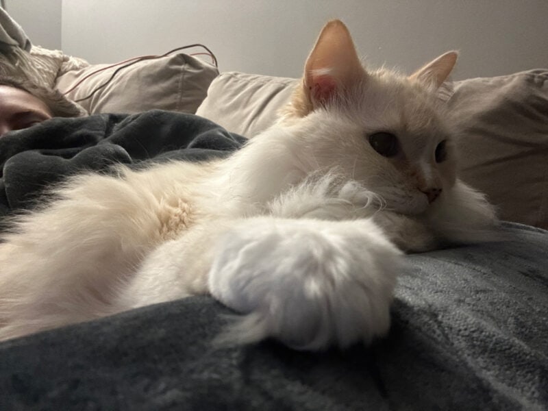 Blue lying on the bed