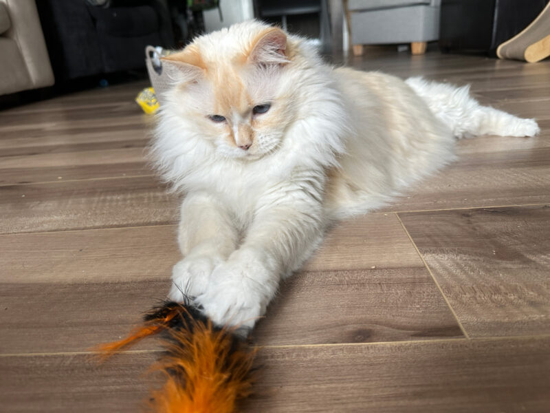 Blue lying on the floor and playing the feather toy