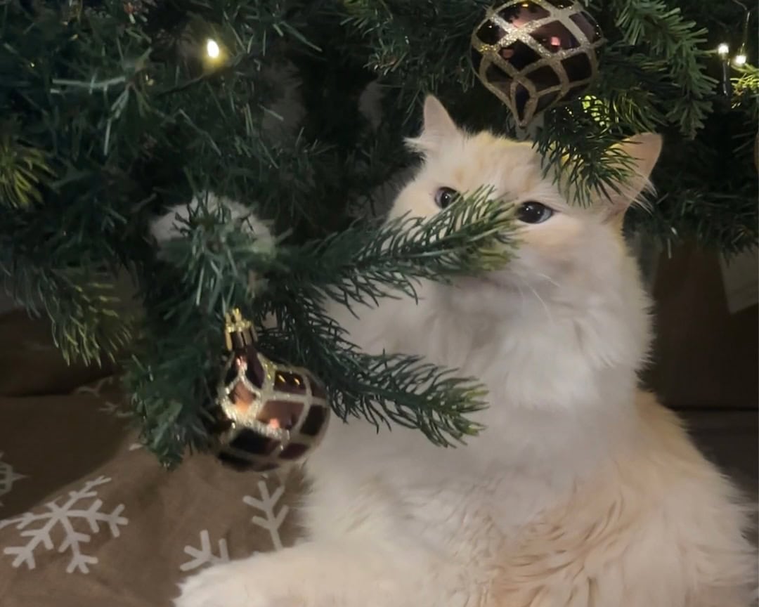 Blue playing the Christmas tree