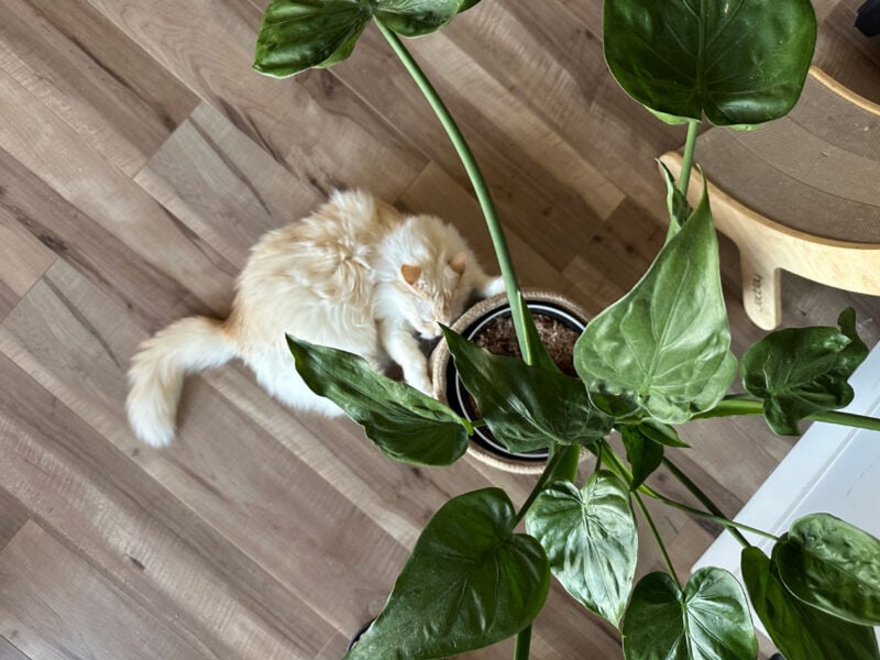 Blue playing with the houseplant