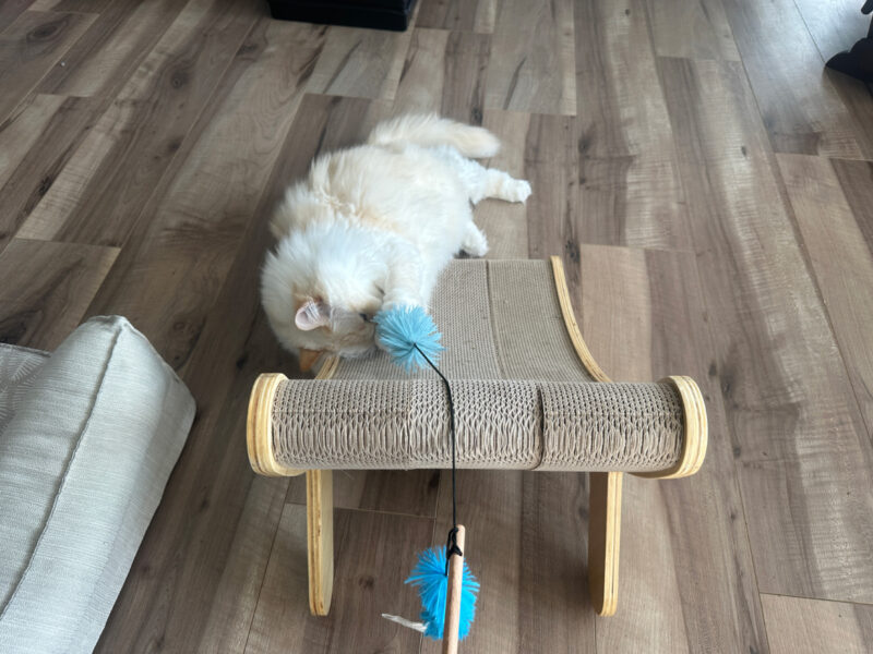 Blue playing with the toy on the hepper hi lo scratcher