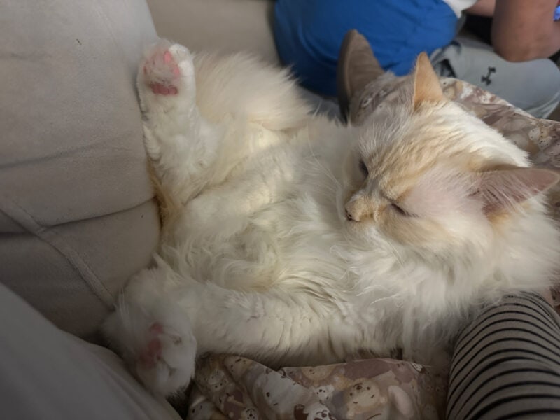 Blue sleeping on the couch