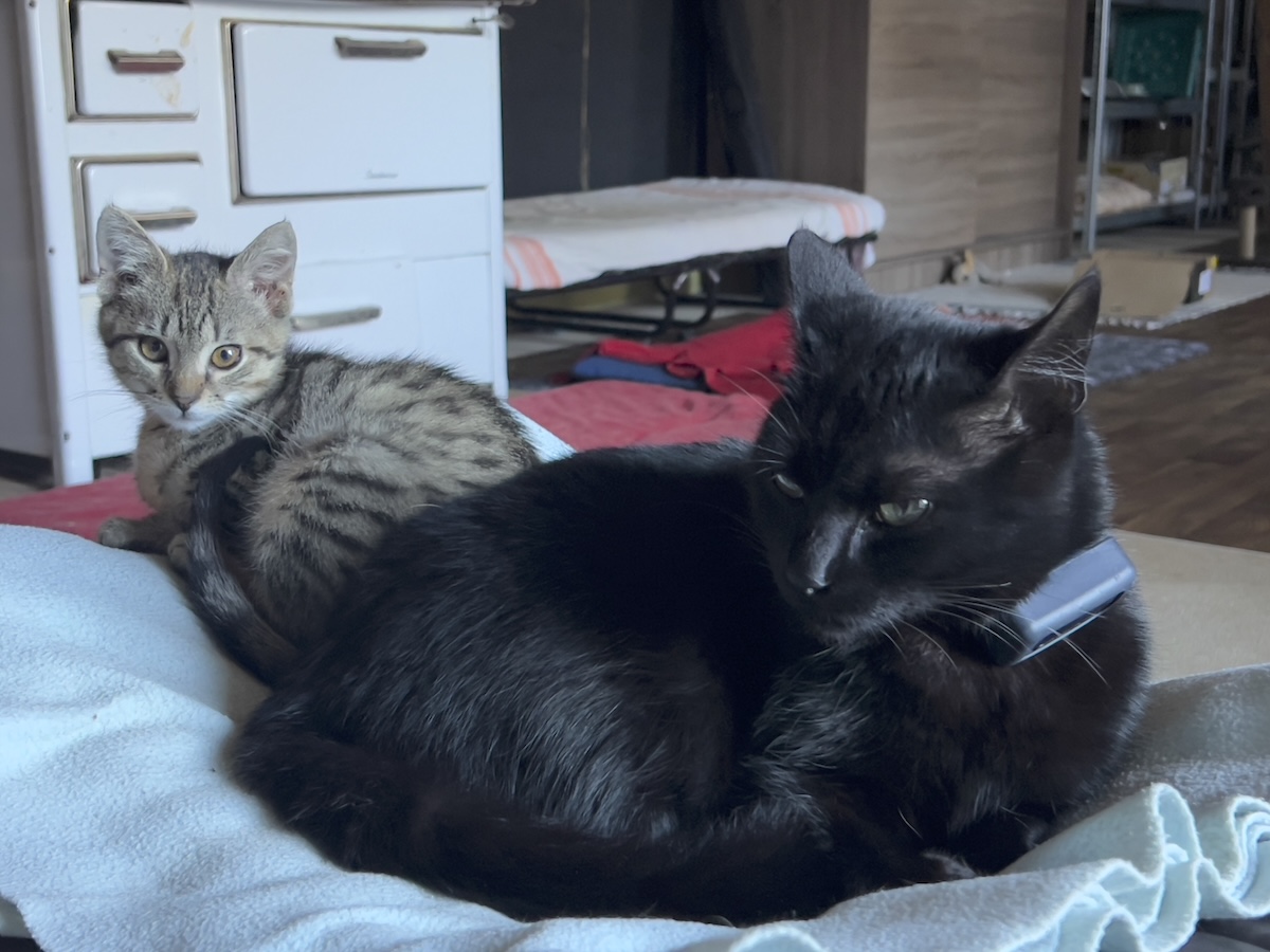 Miki and Minnie curled up in bed