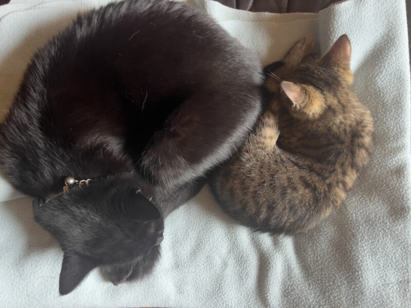 Miki and Minnie sleeping together