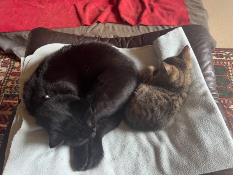Miki and Minnie sleeping
