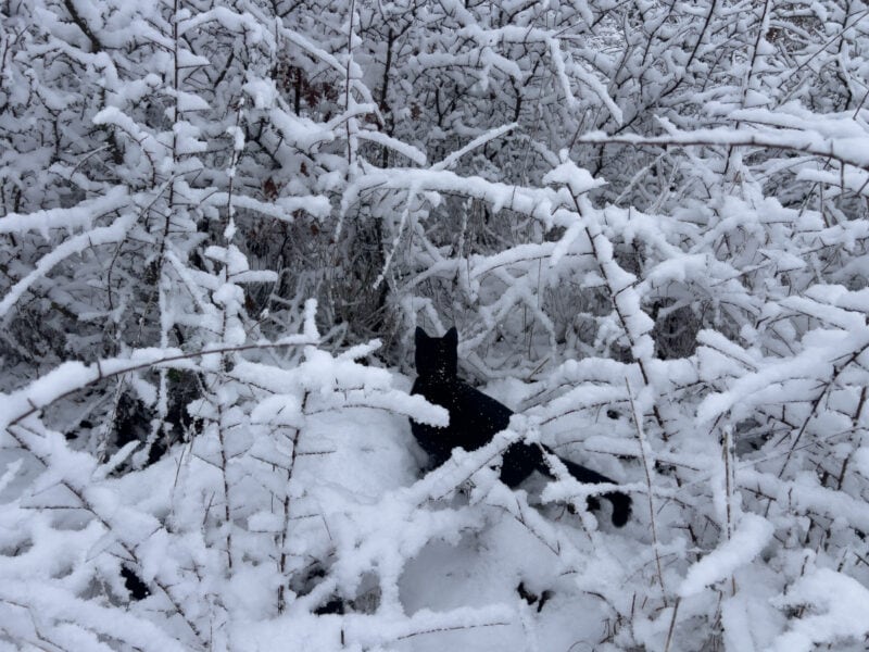 Miki exploring the bush covered in snow