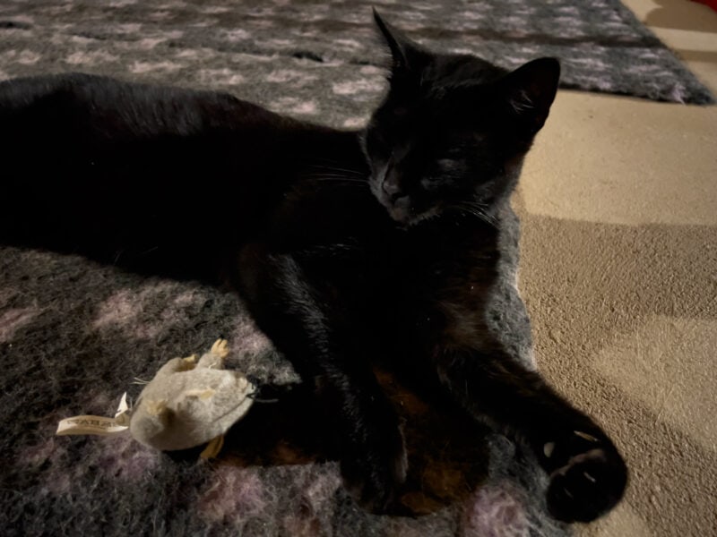Miki sleeping on rug