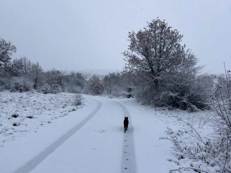 Miki walking ahead on the road in snow