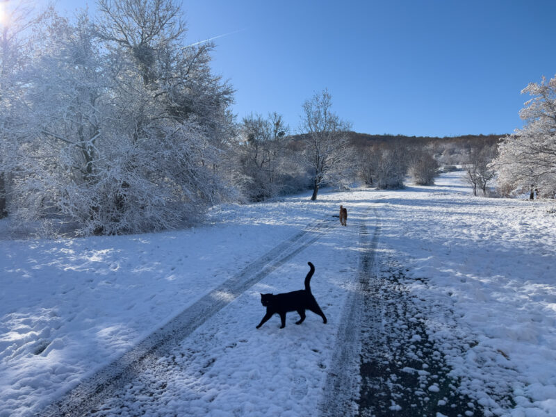 Miki walking in snow with a dog