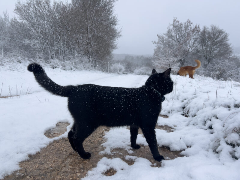 Miki walking outdoor with flakes on his body