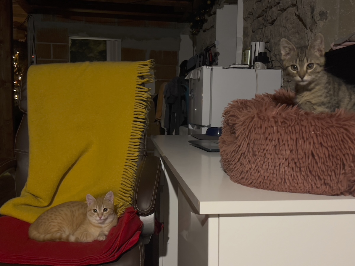 Minnie and Nara curled up in their beds