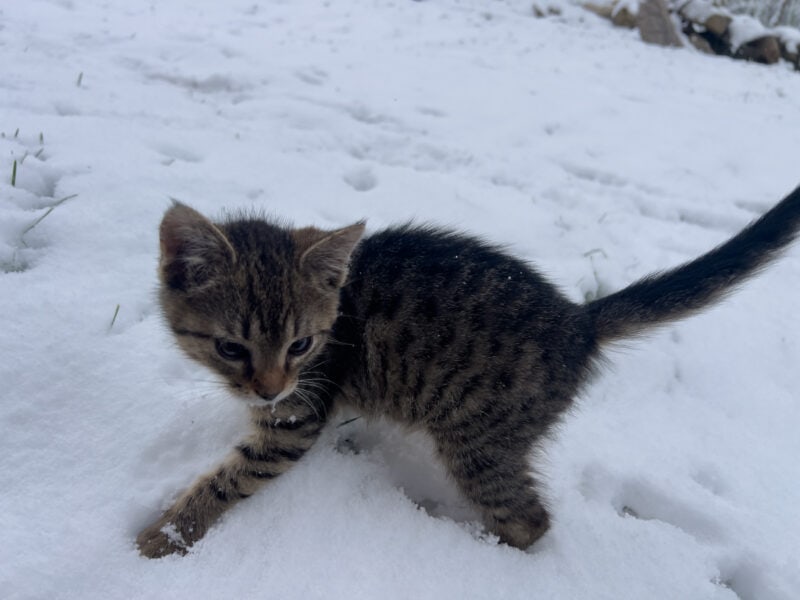 Minnie on snow