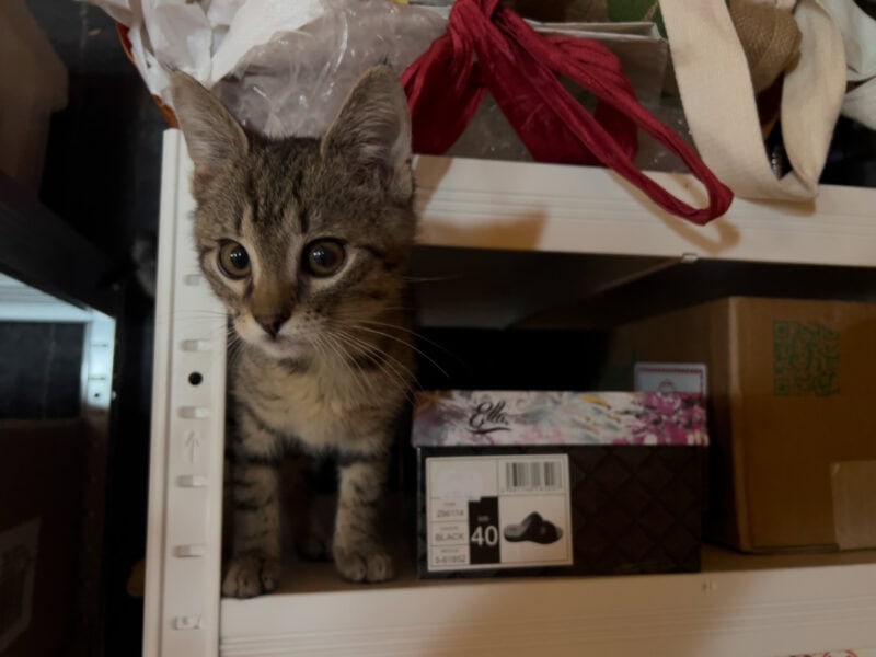 Minnie playing in the shelves