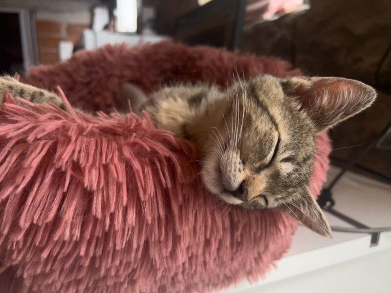 Minnie sleeping on a cat bed with head hanging