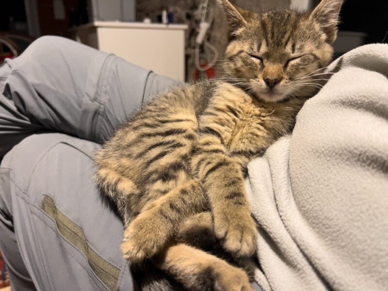 Minnie sleeping on lap