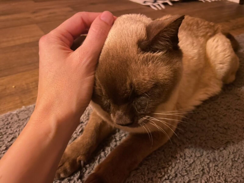 My sweet geriatric Baby boy