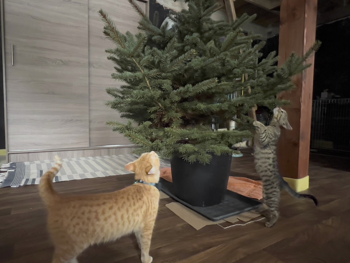 Nara and Minnie exploring the new Christmas tree