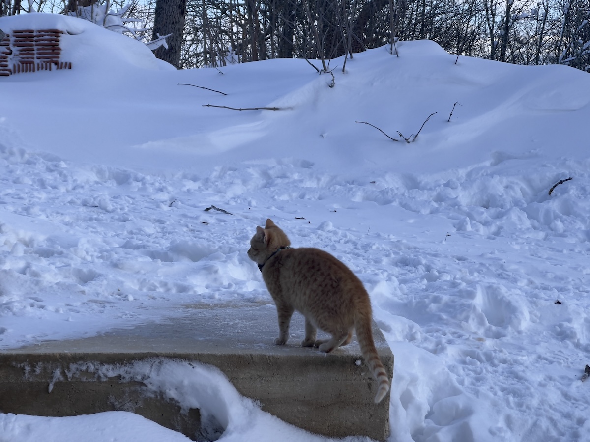 Nara exploring the snowy front step