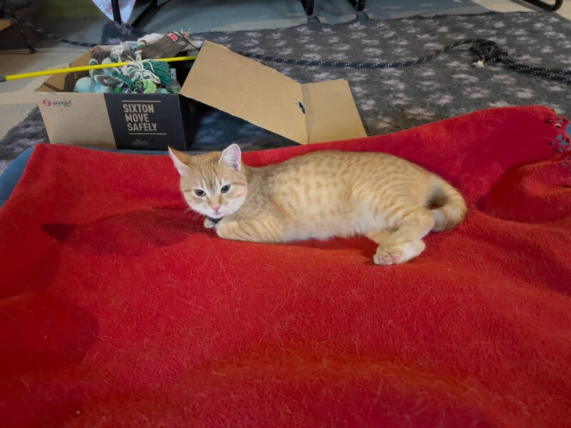 Nara lying on the red blanket