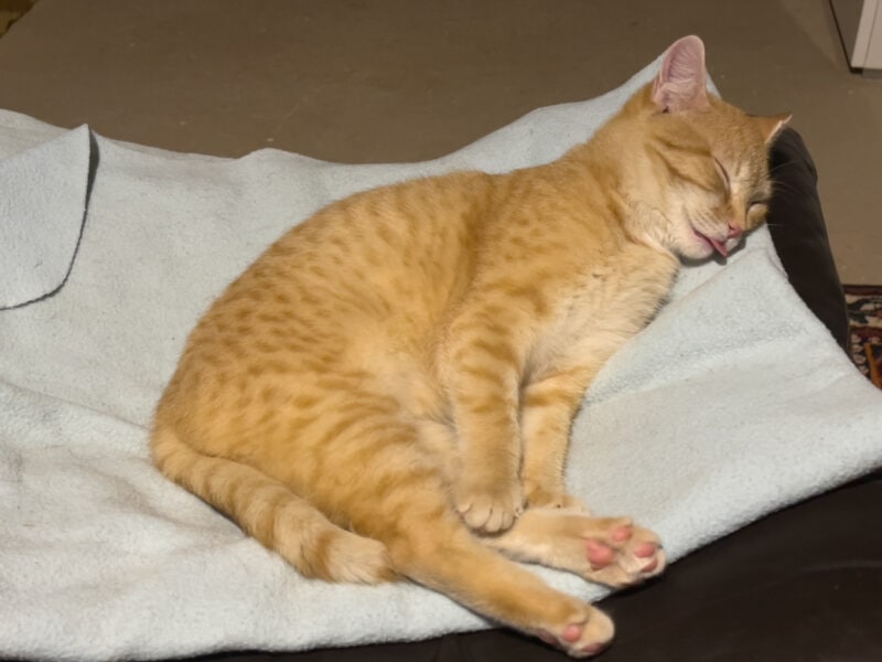 Nara sleeping on bed with tongue out
