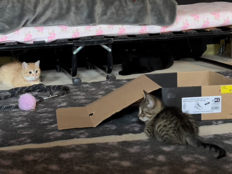 Nara stalking Minnie