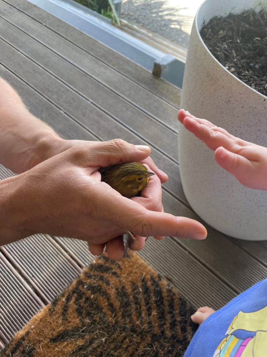 The little bird who came to visit