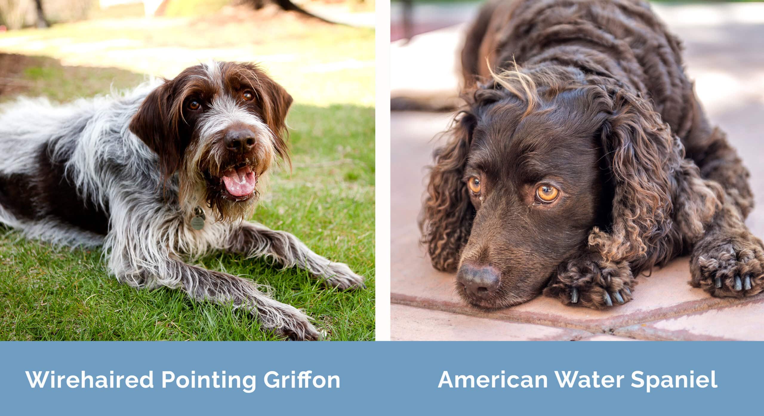 Wirehaired Pointing Griffon x American Water Spaniel