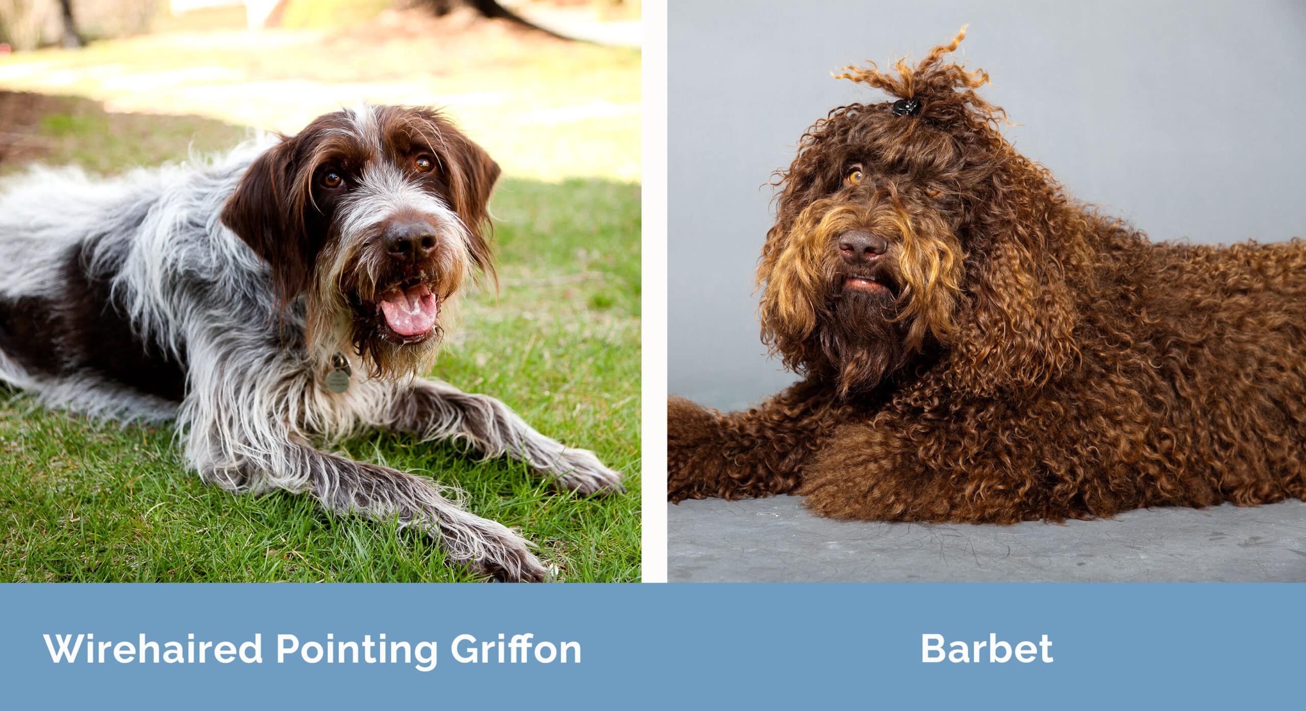 Wirehaired Pointing Griffon x Barbet