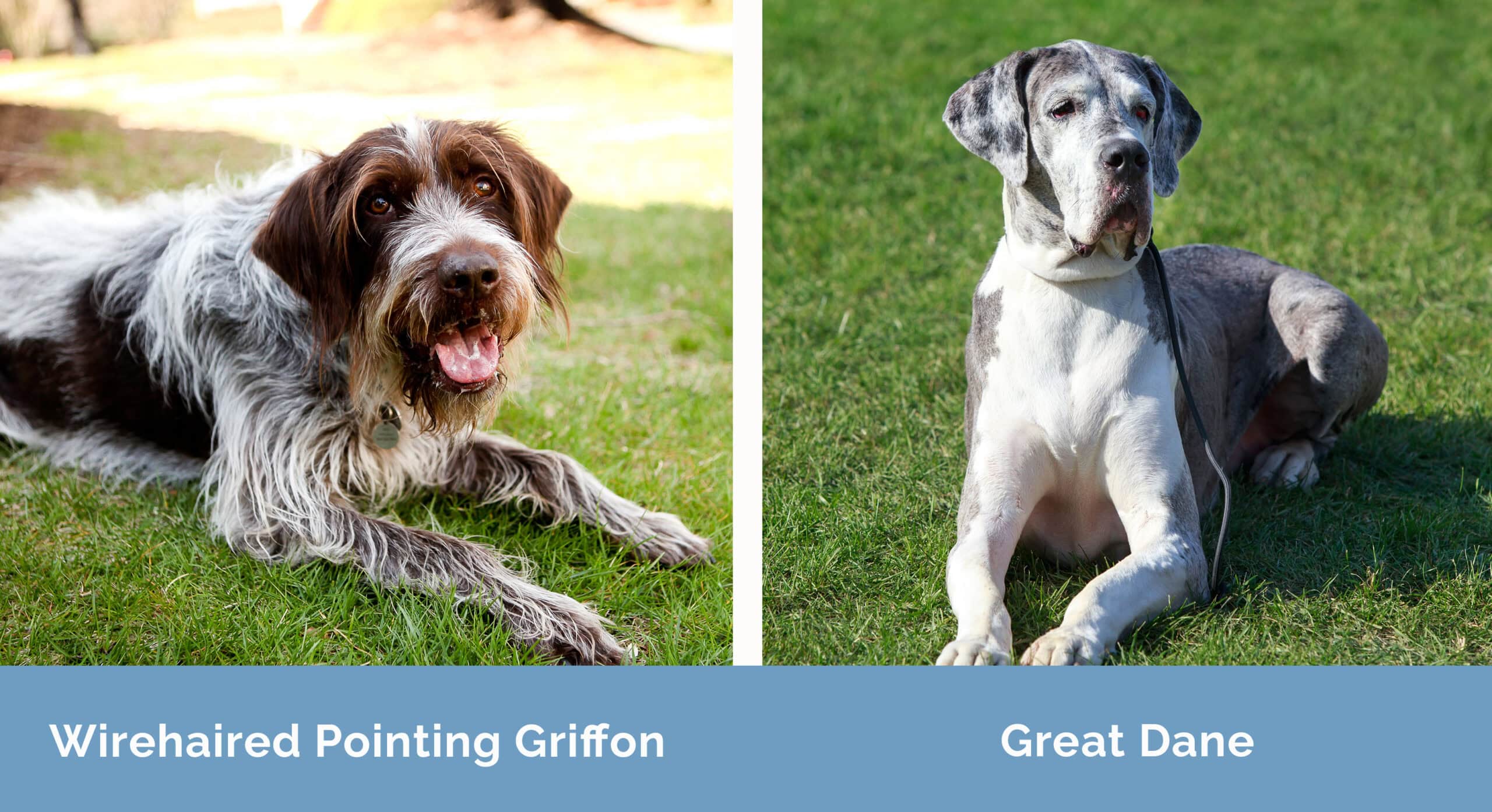 Wirehaired Pointing Griffon x Great Dane
