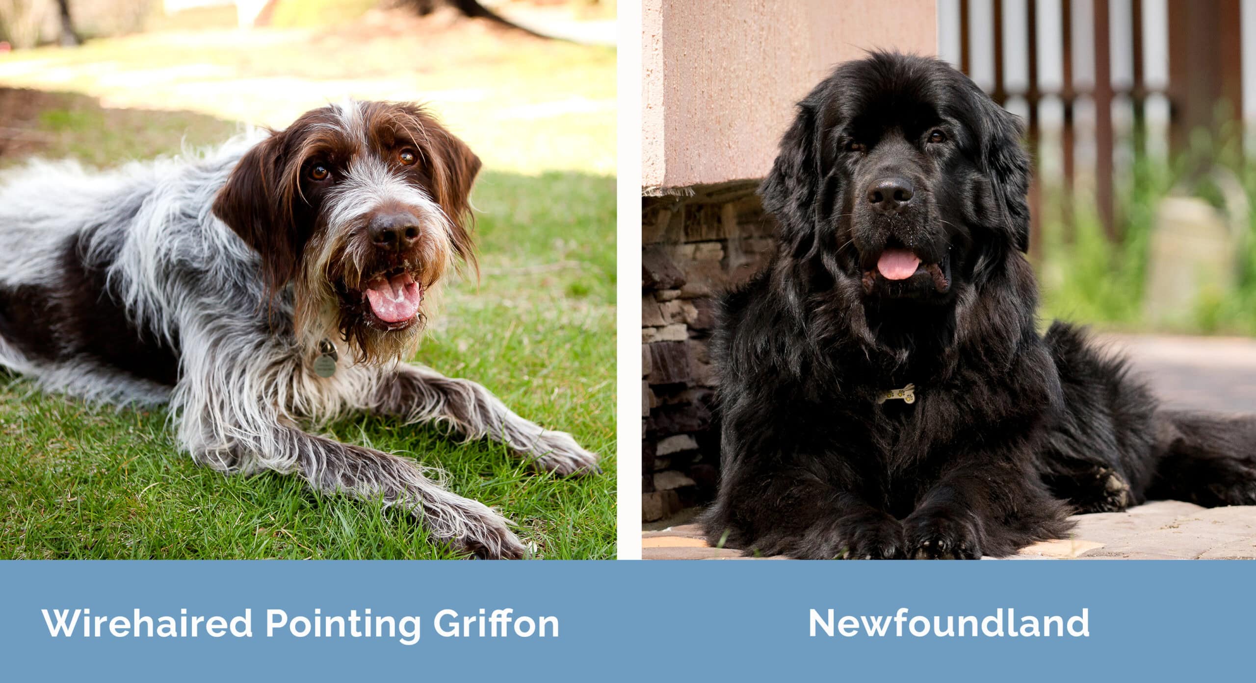 Wirehaired Pointing Griffon x Newfoundland