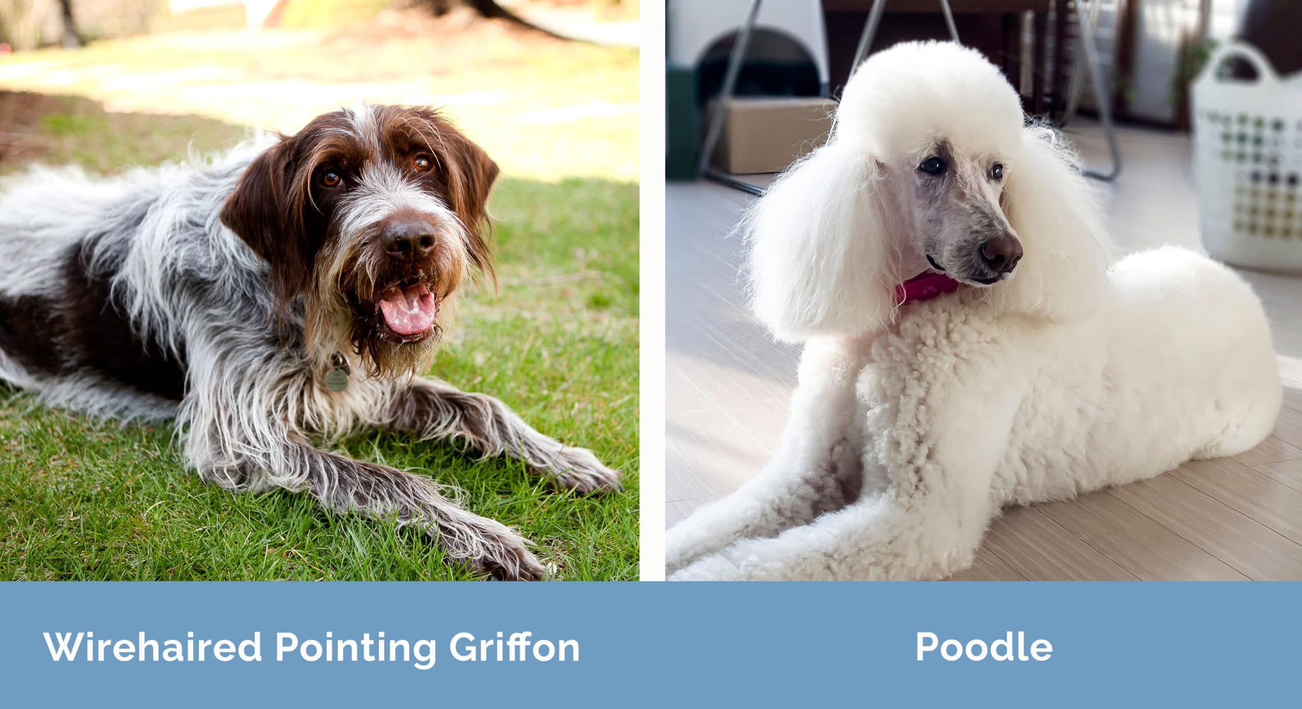 Wirehaired Pointing Griffon x Poodle