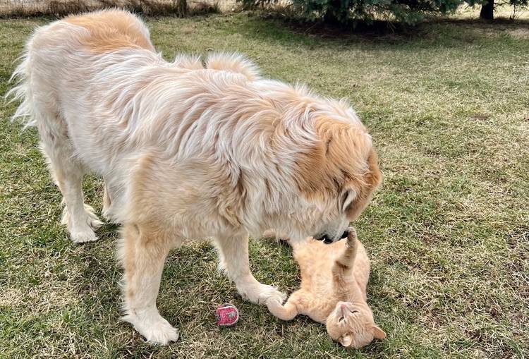 great pyrenees playing with cat outside