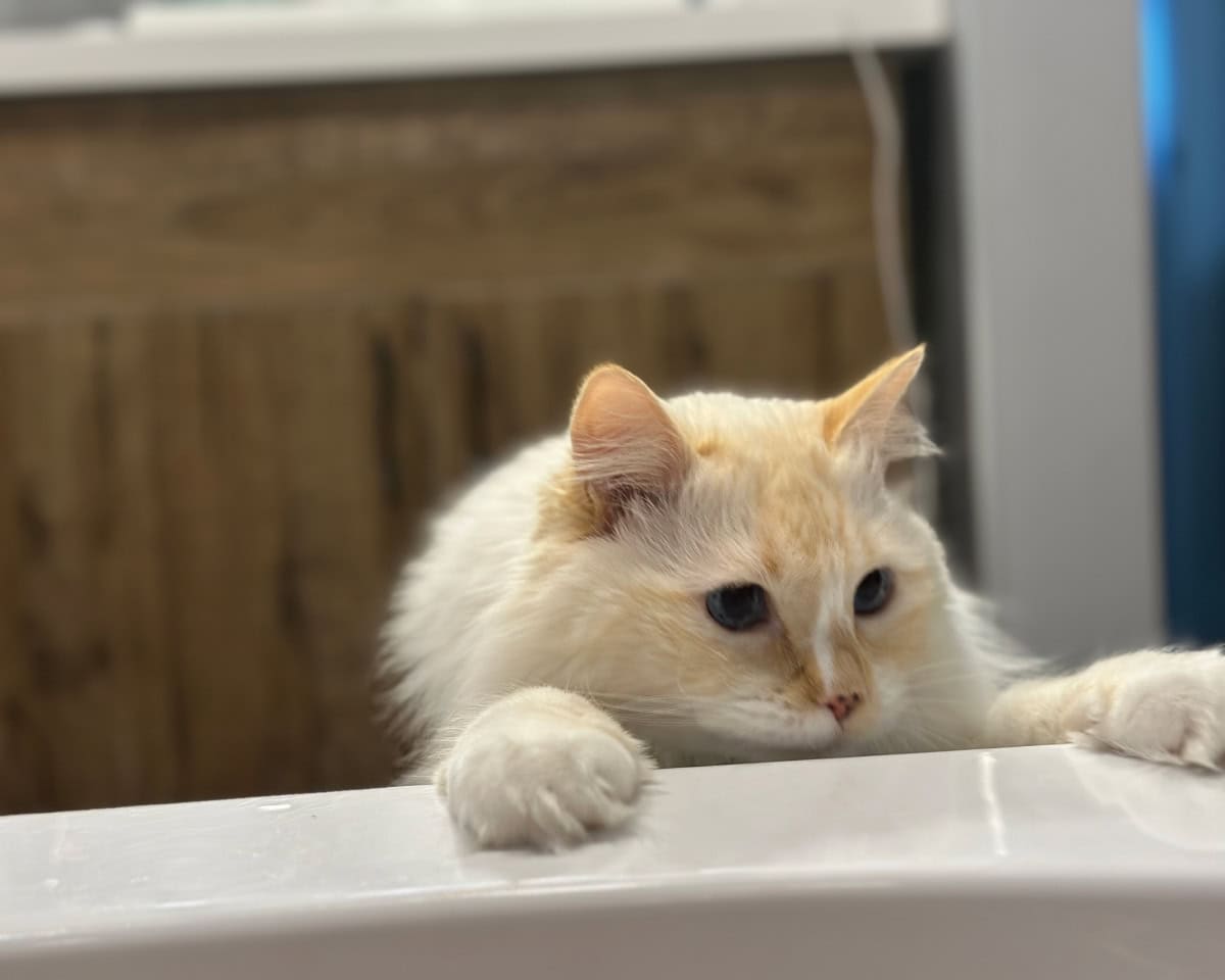 Blue leaning on the bathtub with Amanda