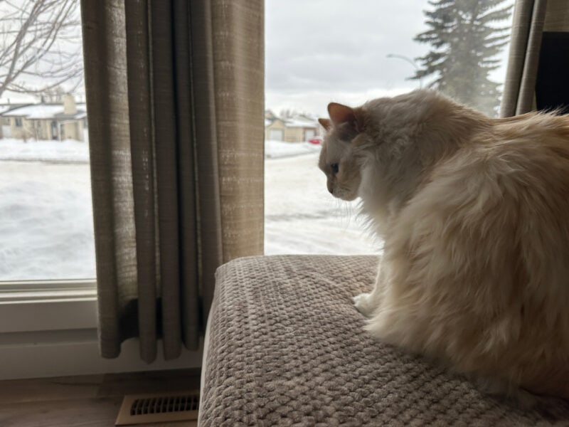 Blue sitting on the couch