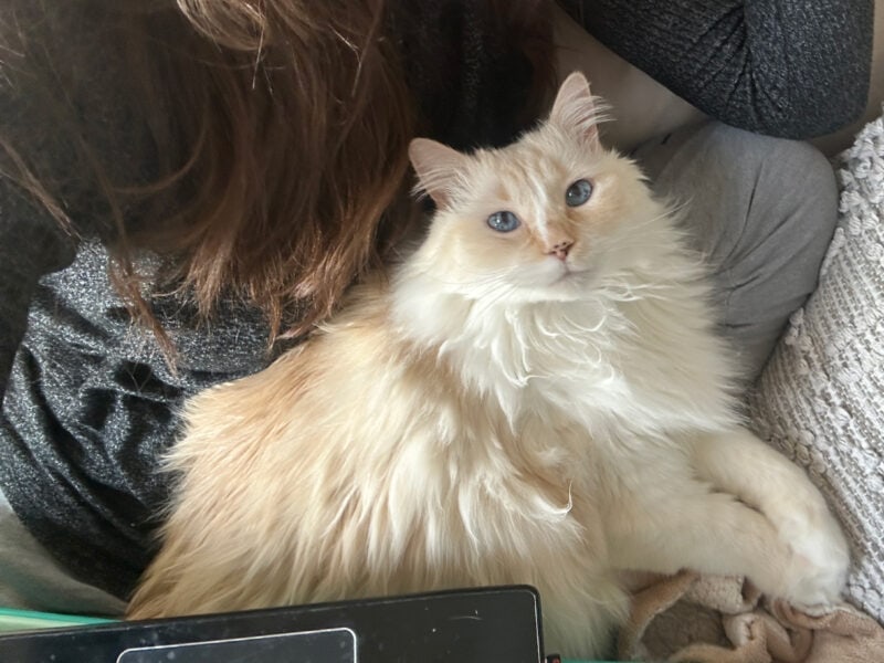 Blue tucking her body between Amanda and her laptop