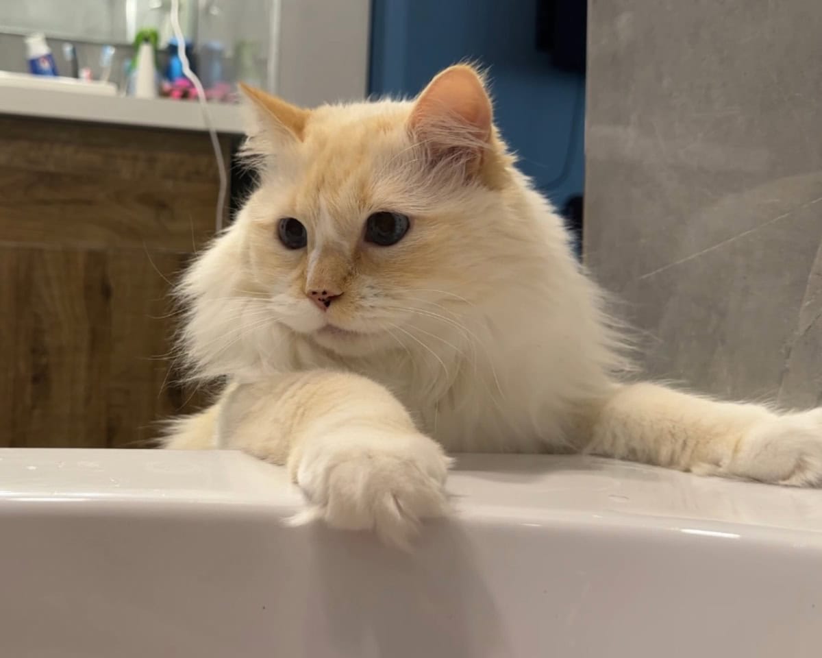 Blue watching over Amanda in bath