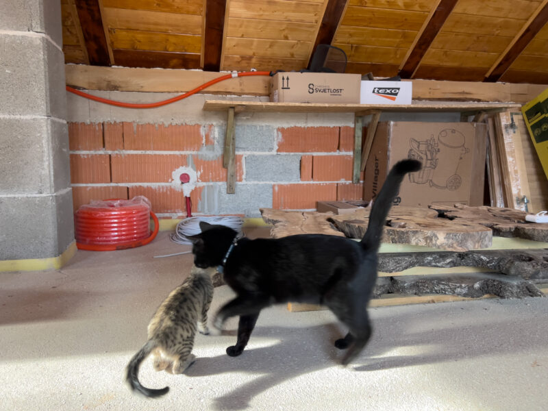 Miki and Minnie playing