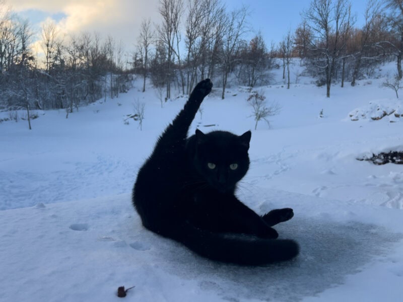Miki lying in the snow and raising its leg