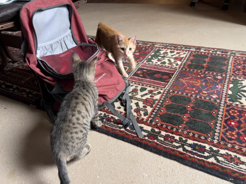 Minnie and Nara playing together