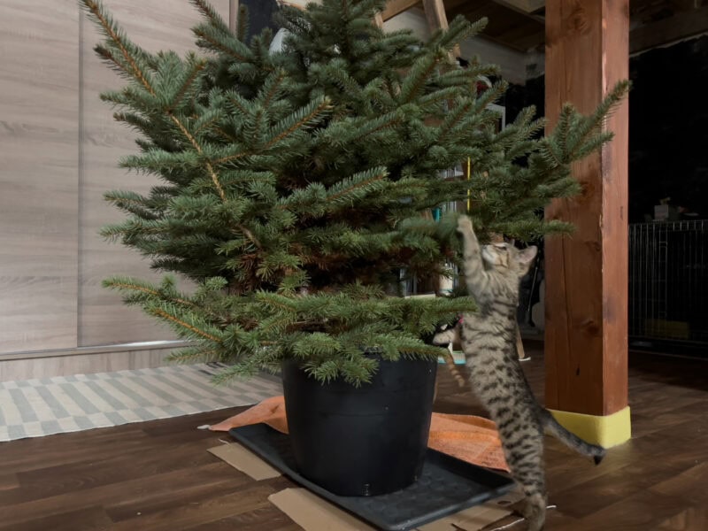 Minnie playing the plant