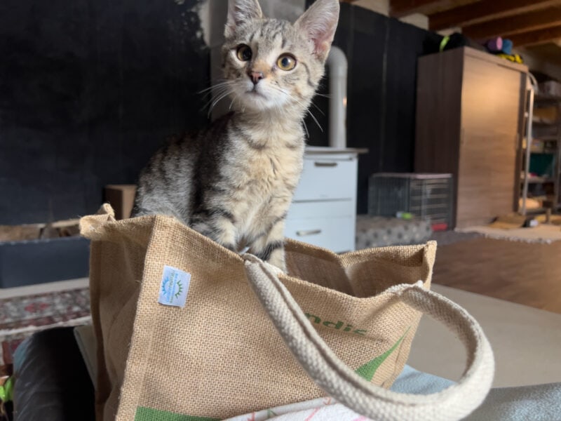 Minnie sitting in the burlap bag