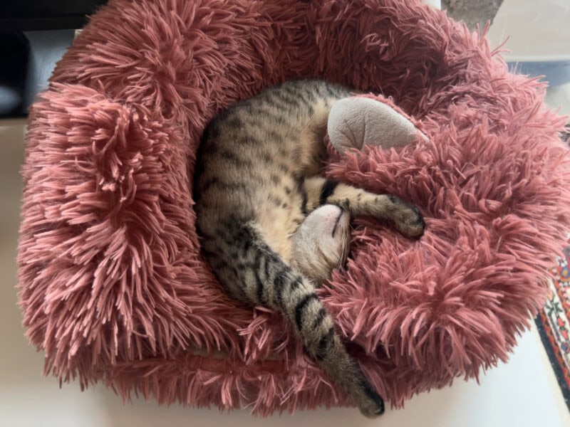 Minnie sleeping on cat bed
