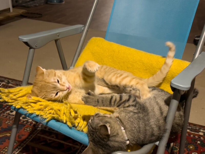 Nara and Minnie playing on the chair