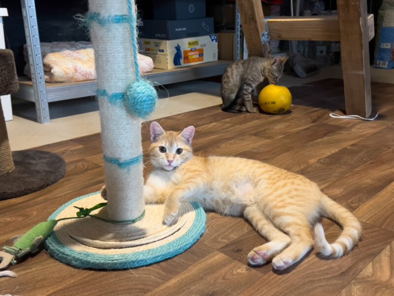 Nara playing on the scratcher post