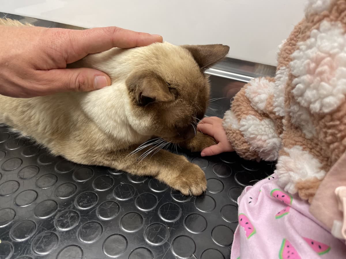 Nicole's toddler holding Baby Cat's paw