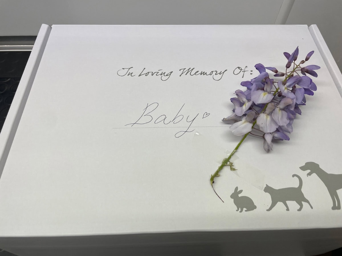 in loving memory of baby cat