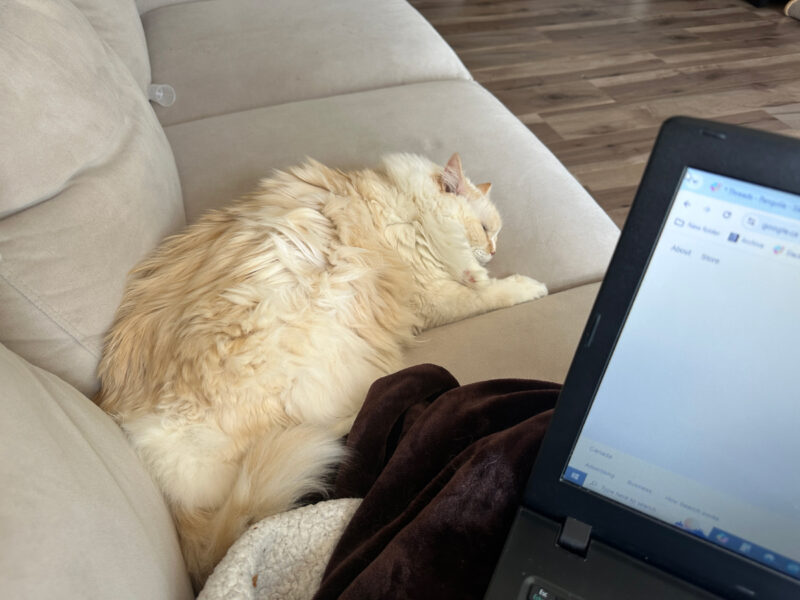 Amanda working on the couch with Blue