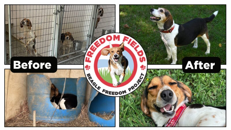 Before and after Freedom Fields