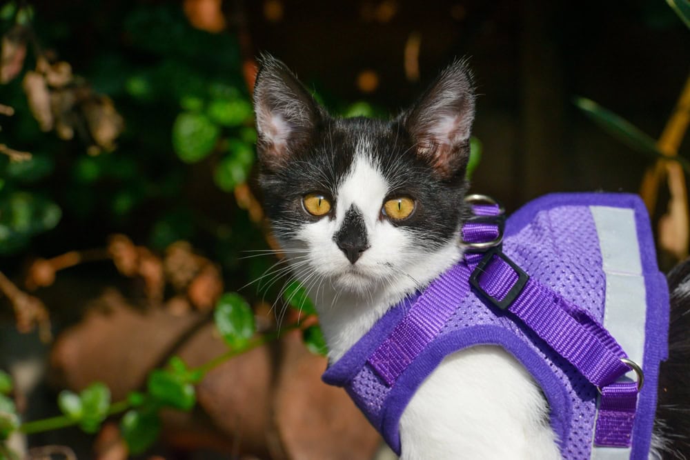 Black and white cat in a harness