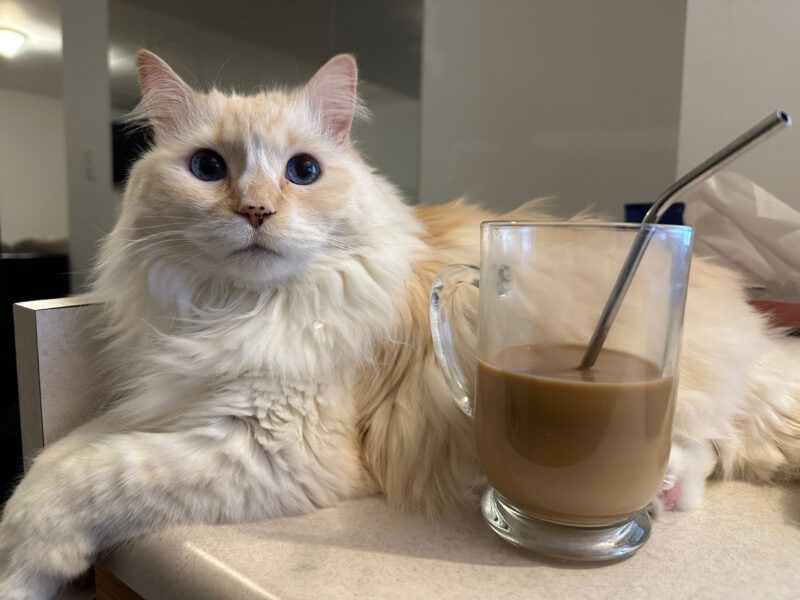 Blue lying next to a glass of coffee